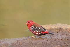 Red Avadavat